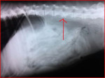 Max,een reu van 11 jaar was verlamd aan de achterhand en toont het beeld van een hernia.